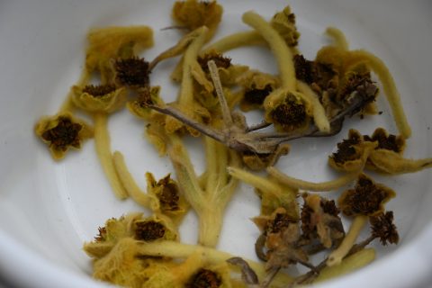 Frailejones - Imagen 3